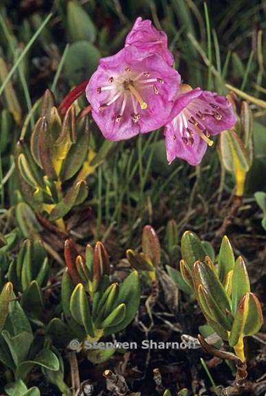 kalmia polifolia 2 graphic